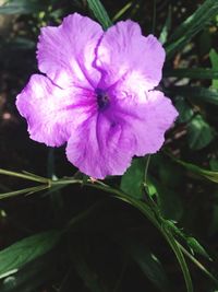 Close-up of pink flower