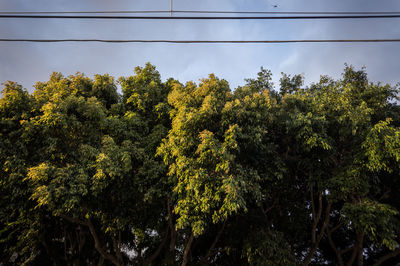 Low angle view of trees