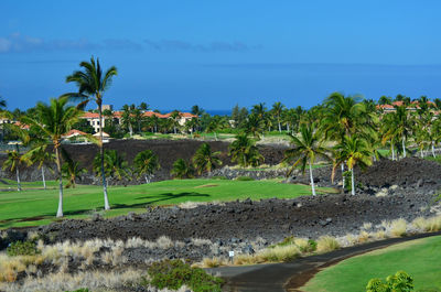 Scenic view of palm trees on field against sky