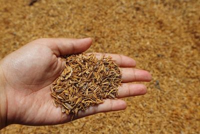 Close-up of hand holding chaff