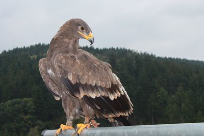 Close-up of bird perching on branch