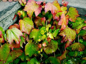 High angle view of leaves on plant during autumn