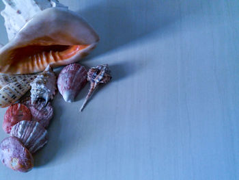 High angle view of seashell on table