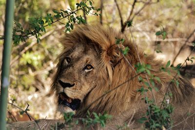 Close-up of lion