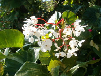 Close-up of flowers blooming outdoors