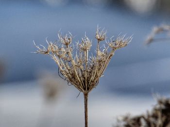 Close-up of dried plant