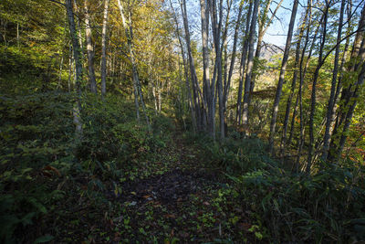 Trees in forest