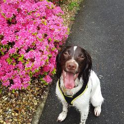 High angle portrait of dog sitting by pink flowers