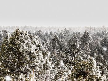 Snow covered trees against sky