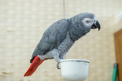 Close-up of parrot perching