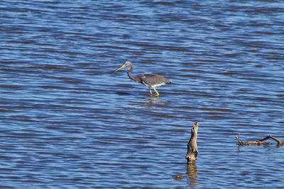 Birds in a lake