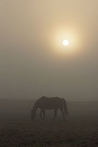 Silhouette horse on field against sky during sunset