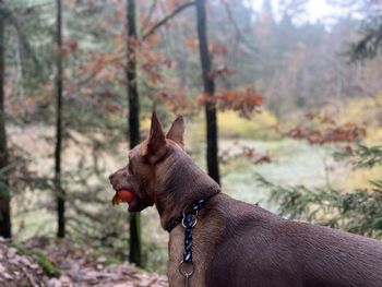 Close-up of dog