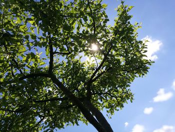 Low angle view of tree against sky