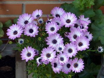 High angle view of purple flowering plants in back yard