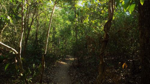 Bamboo trees in forest
