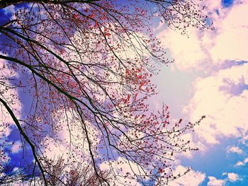 Low angle view of trees against blue sky