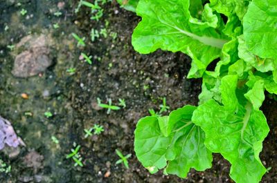 Close-up of fresh green plant