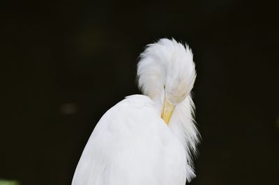 Close-up of white bird against black background