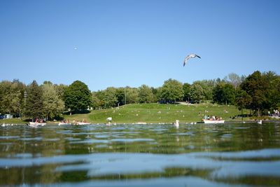 Ducks swimming in lake against clear sky