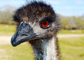 Close-up of ostrich against sky