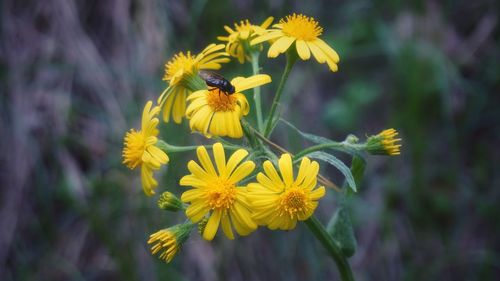 Close-up of honey bee on yellow flower