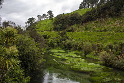 Scenic view of stream amidst trees against sky