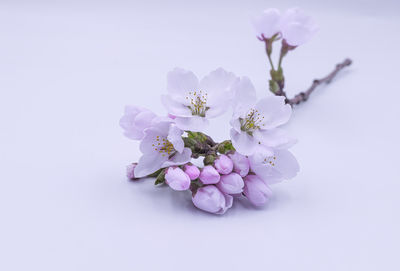 Close-up of cherry blossom against white background