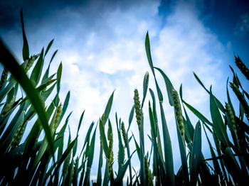 Low angle view of crops against sky