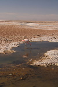 Pink flamingo feeding in laguna chaxa, atacama desert, chile