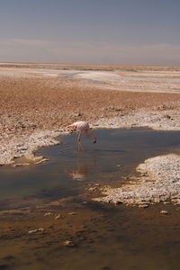 View of seagulls on beach