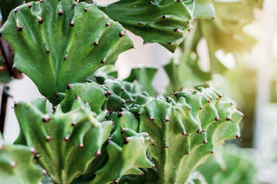 Close-up of plant