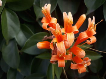 Close-up of orange flowering plant