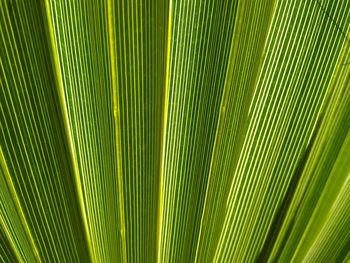 Full frame shot of palm tree