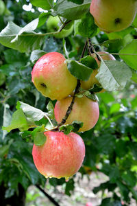 Close-up of apple on tree