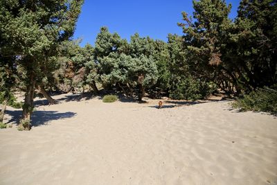 Trees on beach