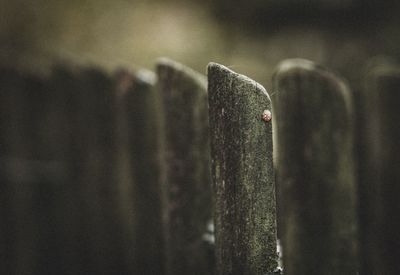 Close-up of metal fence against blue wall