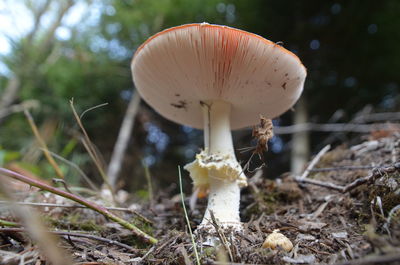 Close-up of mushroom growing on field