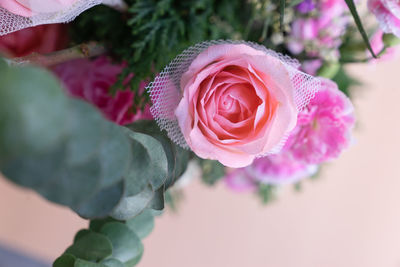 Close-up of pink rose