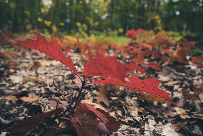 Close-up of maple leaf fallen on footpath