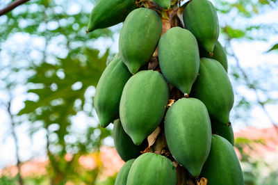 Low angle view of fruits on tree