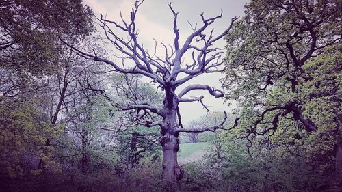 Bare tree against sky