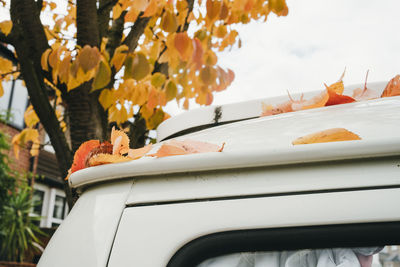 Close-up of flowering plant by car against sky