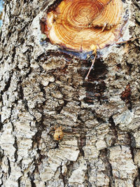 Close-up of mushroom growing on tree trunk