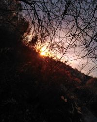 Scenic view of forest against sky during sunset