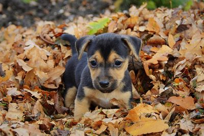 Close-up of puppy by fallen dry leaves