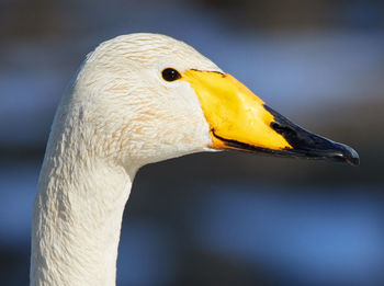 Close-up of whooper swan