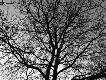 Low angle view of tree against sky