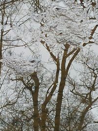 Low angle view of bare trees against sky