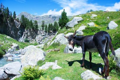 Full length of donkey on mountain landscape